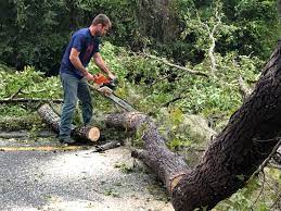 Best Tree Cabling and Bracing  in Piney Point Village, TX