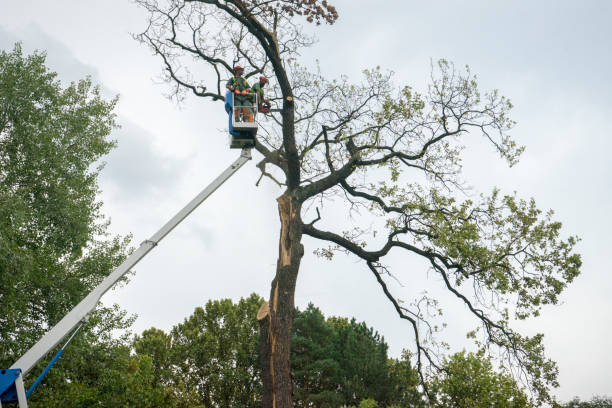 Best Fruit Tree Pruning  in Piney Point Village, TX