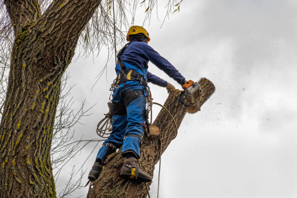 Best Tree Trimming and Pruning  in Piney Point Village, TX