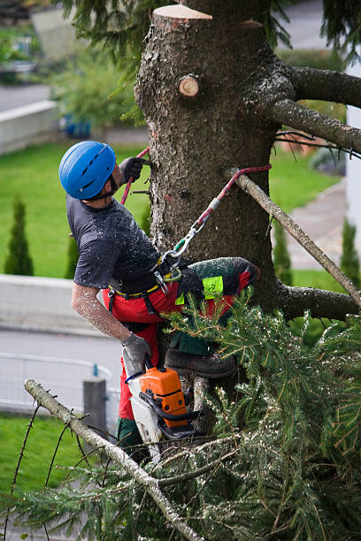 Best Tree Disease Treatment  in Piney Point Village, TX