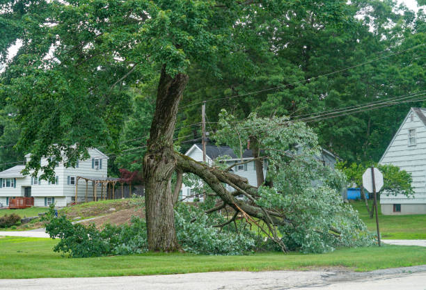 Best Arborist Consultation Services  in Piney Point Village, TX