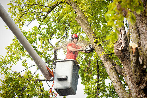 Why Choose Our Tree Removal Services in Piney Point Village, TX?